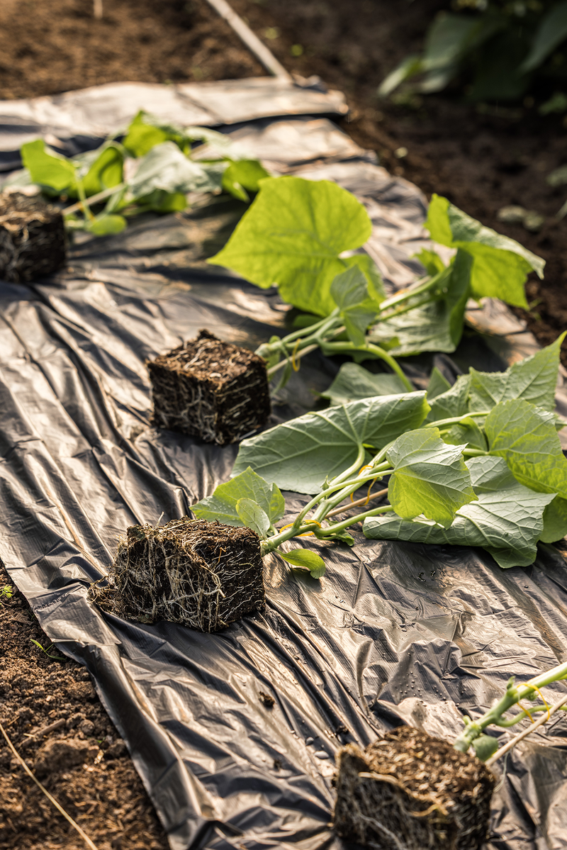 Plantbescherming