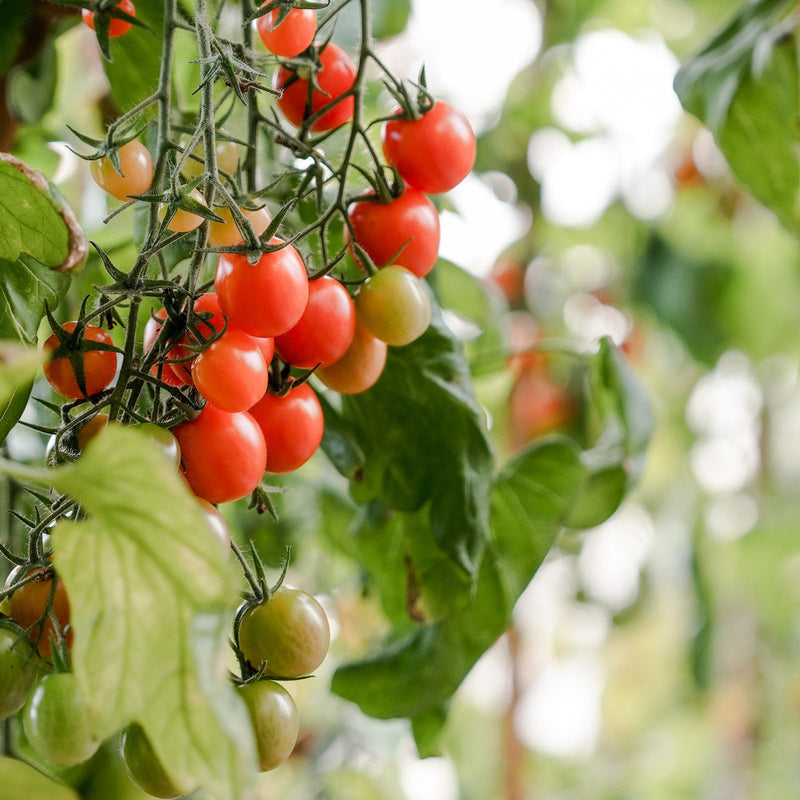 Rijpe tomaten aan de plant in de kas