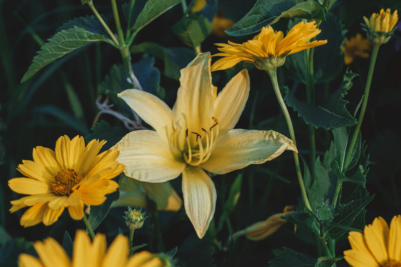 Inheemse Bloemen