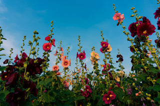 Wat kan ik zaaien in Mei?