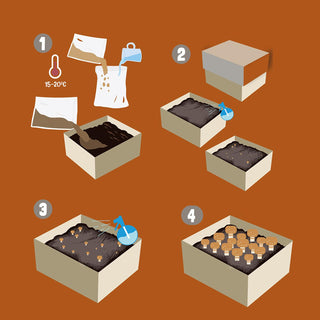 Champignons de Paris bruns BIO