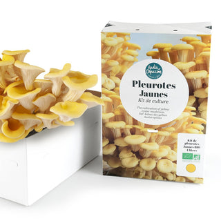 Gele Oesterzwam BIO