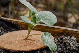 Protection contre le gel en coco