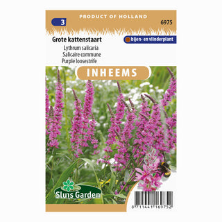 Grote Kattenstaart (Lythrum salicaria)