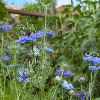 Juffertje-in-het Groen Persian Jewels