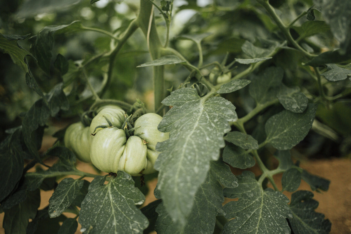 Tomatenplant met groeiende vruchten